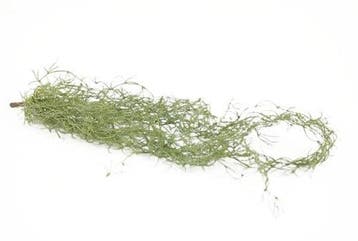 Tillandsia Hangplant Groen 75 cm, Nieuw