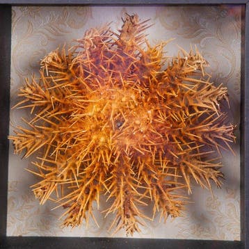 Zeldzame zeester in vitrinekast – Acanthaster planci -