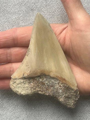 Dent de mégalodon 11,5 cm - Dent fossile - Carcharocles, Collections, Minéraux & Fossiles