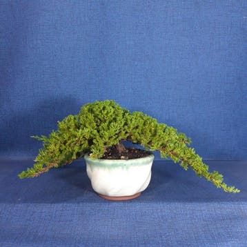 Jeneverbes bonsai (Juniperus) - Hoogte (boom): 13 cm -