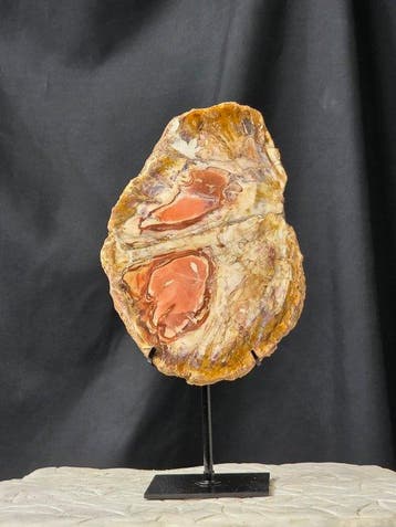 Bois fossile - Bois fossilisé (Sans prix de réserve)