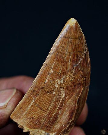 Dinosaurus - Fossiele tand - Carcharodontosaurus saharicus, Verzamelen
