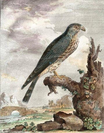 Jacques Eustache de Seve (1742-1788) - L Emerillon -