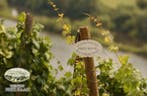 2009 Fritz Haag, Riesling - Moselle Feinherb - 3 Bouteilles, Nieuw