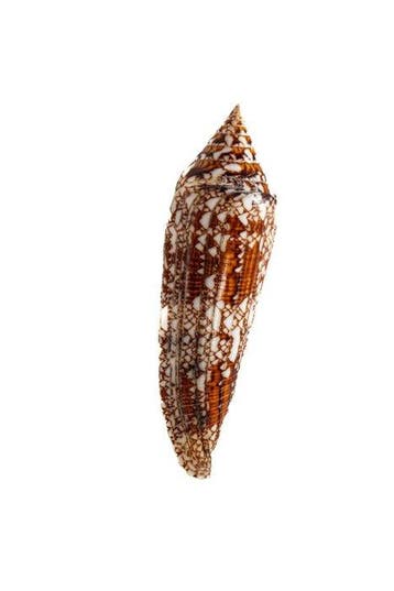 Conus bengalensis - Zeldzame Glorie van Bengal -