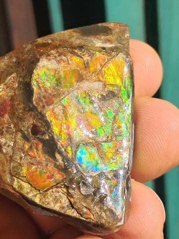 Ammolite - Fragment fossilisé - Placenticeras - 5 cm - 4 cm