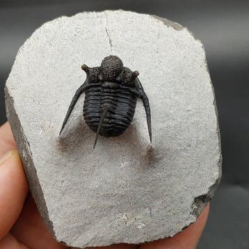 Trilobiet - Gefossiliseerd dier - Cyphaspis cf. khraidensis