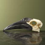 Zuidelijke Hoornraaf Schedel, Ophalen of Verzenden, Opgezet dier