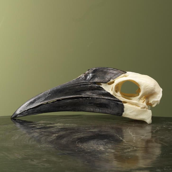 Zuidelijke Hoornraaf Schedel, Collections, Collections Animaux, Enlèvement ou Envoi