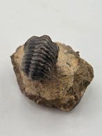 Trilobiet - Gefossiliseerd dier - Phacops - 4 cm (Zonder, Verzamelen, Mineralen en Fossielen