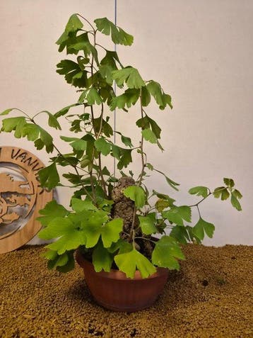 Ginkgo bonsai (Ginkgo biloba) - Hoogte (boom): 58 cm -