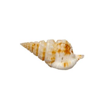 Nassaria recurva – 35 mm – Perfecte GEM-kwaliteit uit Bohol