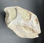 Dinosaure - Animal fossilisé - Psittacosaurus sp. - 8.5 cm -