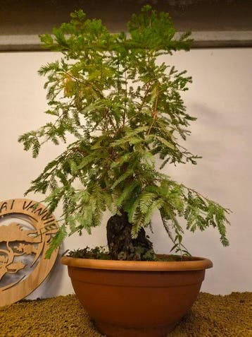 sequoia nord - Hoogte (boom): 97 cm - Diepte (boom): 45 cm -