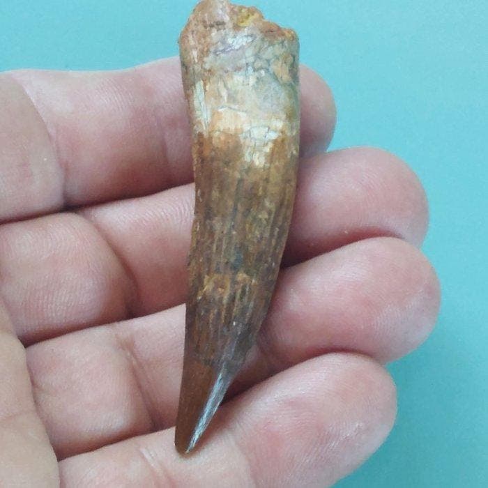 Dinosaurus - Fossiele tand - Spinosaurus aegyptiacus - 70 mm, Verzamelen, Mineralen en Fossielen