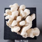 corail chou-fleur blanc sur socle Corail - Pocillopora