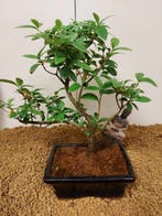 Azalea bonsai (Rhododendron) - Hoogte (boom): 26 cm - Diepte
