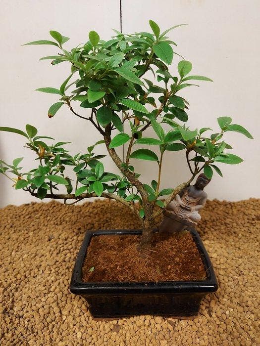 Azalea bonsai (Rhododendron) - Hoogte (boom): 26 cm - Diepte, Antiquités & Art, Curiosités & Brocante