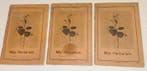 [Unknown] - 20th century Dutch Herbarium - 1910-1915