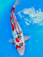 HQ Shusui van Ozumi Ikarashi 40cm (Japanse Koi), Ophalen of Verzenden