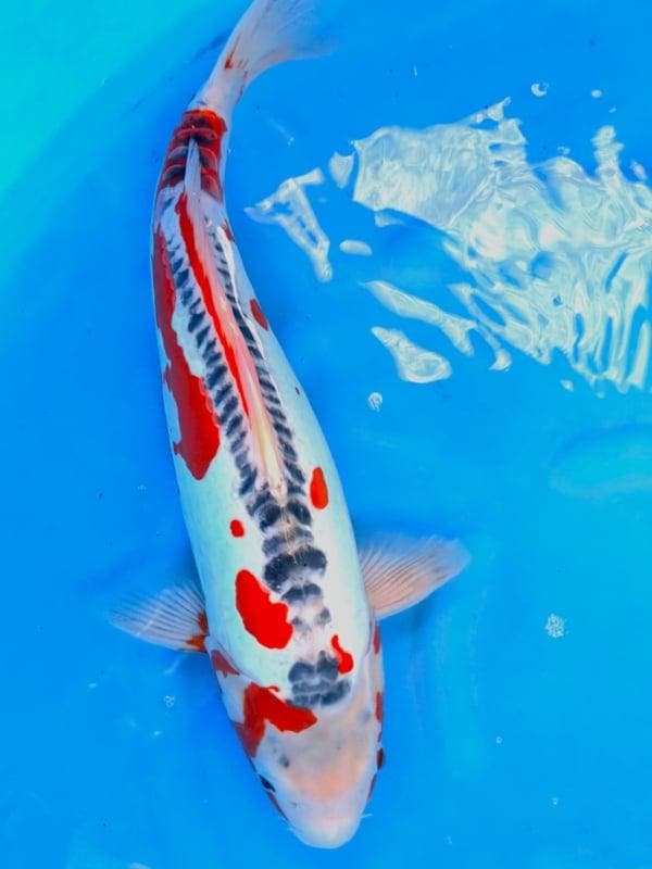 HQ Shusui van Ozumi Ikarashi 40cm (Japanse Koi), Jardin & Terrasse, Étangs, Enlèvement ou Envoi