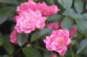 Geurolie Rozen voor melts kaarsen en zeep 20 ml, Nieuw