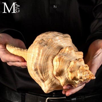 Zeldzaam verzamelobject - Florida Horse Conch - Triplofusus