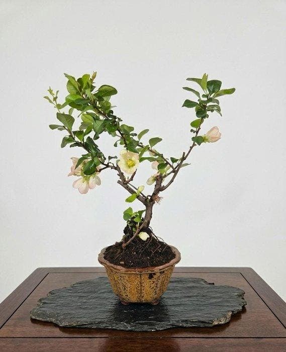 Bonsaï van Chaenomeles - Hoogte (boom): 47 cm - Diepte, Antiek en Kunst, Curiosa en Brocante