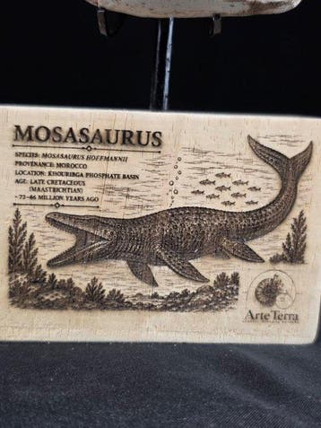 Mosasaurus - Fossiele tand - Mosasaur tooth on a custom base