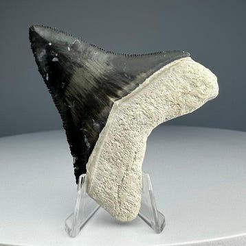 Megalodon - Fossiele tand - 5.5 cm - 4.5 cm, Verzamelen, Mineralen en Fossielen