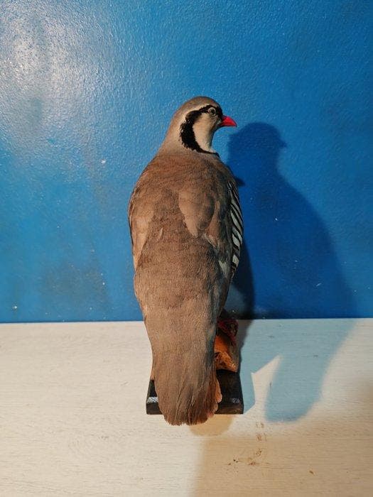kwartel Taxidermie volledige montage - Alectoris graeca - 39, Collections, Collections Animaux