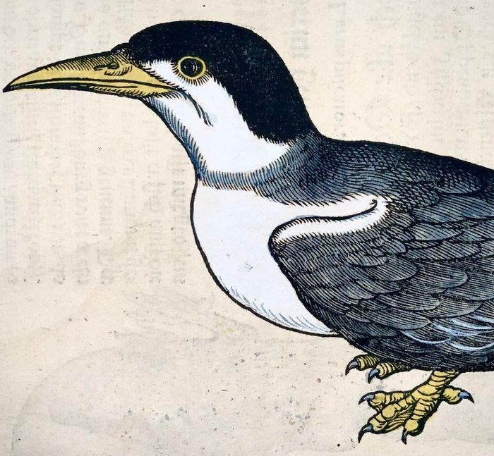 Conrad Gesner - First Issue - Terns, water birds - Hand, Antiek en Kunst, Antiek | Boeken en Manuscripten