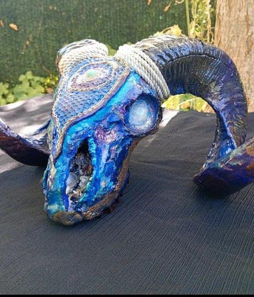 Mouflon Crâne de mammifère - Ovis orientalis musimon - 40 cm