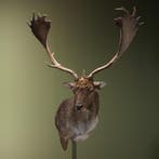 Damhert XL Taxidermie Opgezette Dieren By Max, Ophalen of Verzenden, Nieuw, Wild dier, Opgezet dier