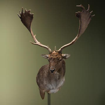 Damhert XL Taxidermie Opgezette Dieren By Max, Ophalen of Verzenden, Opgezet dier