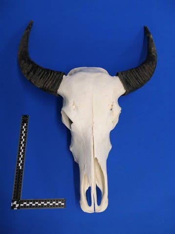 Waterbuffel Schedel - Bubalus arnee - 0 cm - 58 cm - 75 cm-, Verzamelen, Dierenverzamelingen, Nieuw
