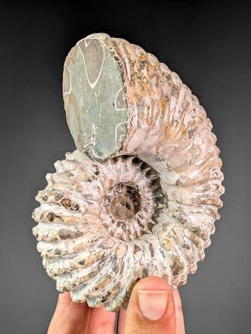 Ammoniet Douvilleiceras - Gefossiliseerde schelp -