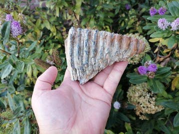 Wolharige mammoet - Fossiele kies - Mammuthus primigenius, Verzamelen, Mineralen en Fossielen