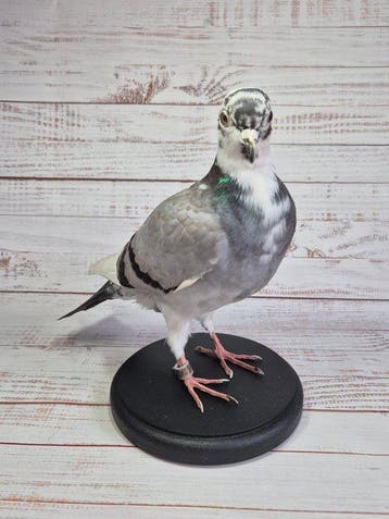 Colombe Support de corps entier pour taxidermie - Columba
