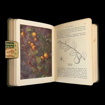 Step - Wayside and Woodland Trees, Wayside and Woodland