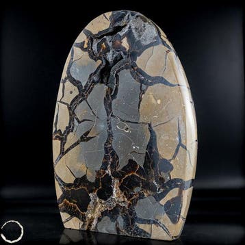 Natuurlijke septariën-vrije vorm uit Madagaskar – een oeroud, Collections, Minéraux & Fossiles