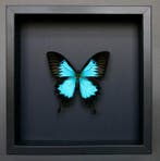Vlinder Taxidermie volledige montage - Papilio Ulysses - 23, Nieuw