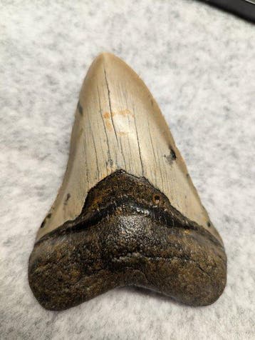 Megalodon - Fossiele tand - 11.38 cm, Verzamelen, Mineralen en Fossielen
