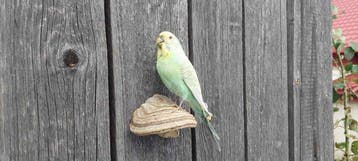 Parkiet Taxidermie volledige montage - Budgerigar
