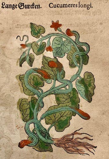 Pietro Andrea Mattioli - Original hand-colored leaf from