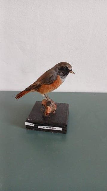 Codirosso Support de corps entier pour taxidermie -, Nieuw