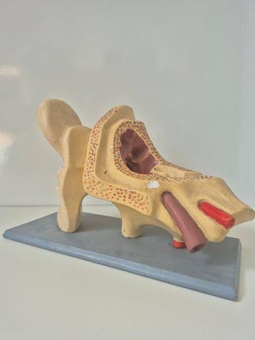 Anatomisch model - Gips, Hout - 1950-1960 - Groot anatomisch