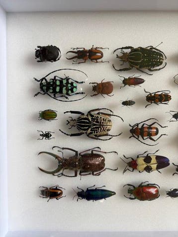Themacollectie - Entomologisch kader - deyrolle