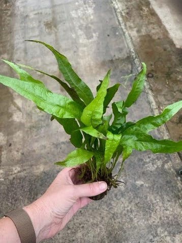 Microsorum Pteropus (Aquariumplanten, Aquarium producten), Dieren en Toebehoren, Vissen | Aquaria en Toebehoren, Verzenden, Nieuw
