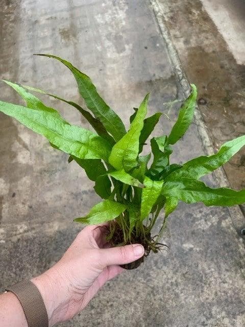 Microsorum Pteropus (Aquariumplanten, Aquarium producten), Animaux & Accessoires, Poissons | Aquariums & Accessoires, Envoi